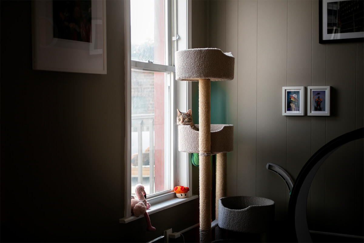 pet furniture millwork scobis