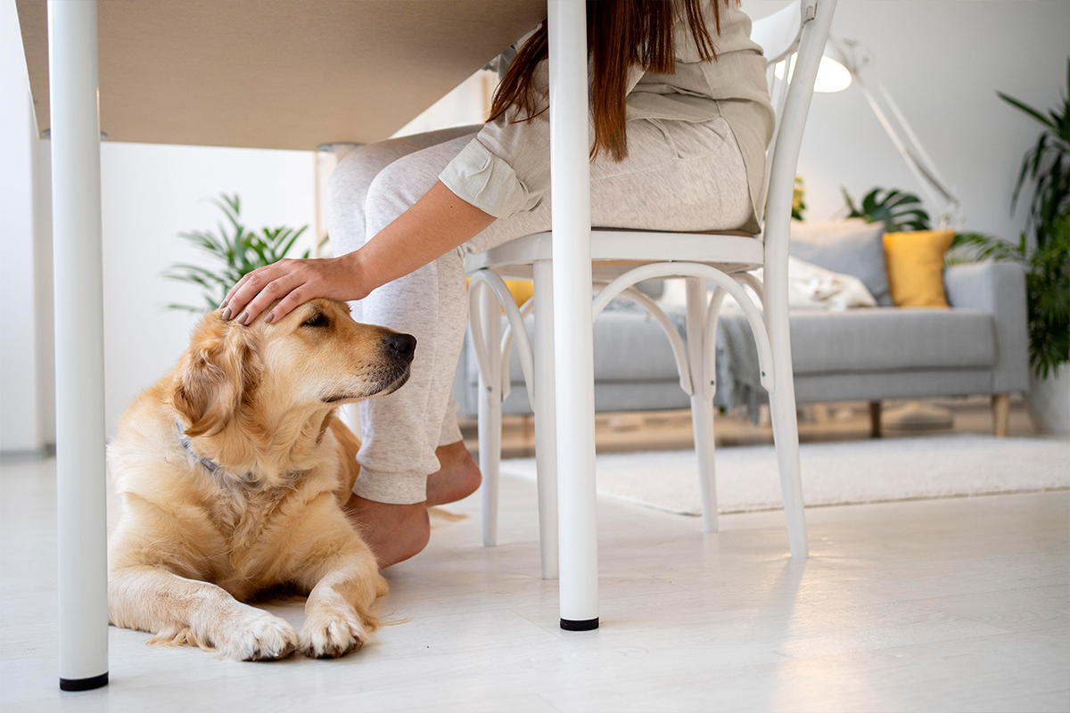 Why pets damage wood?​