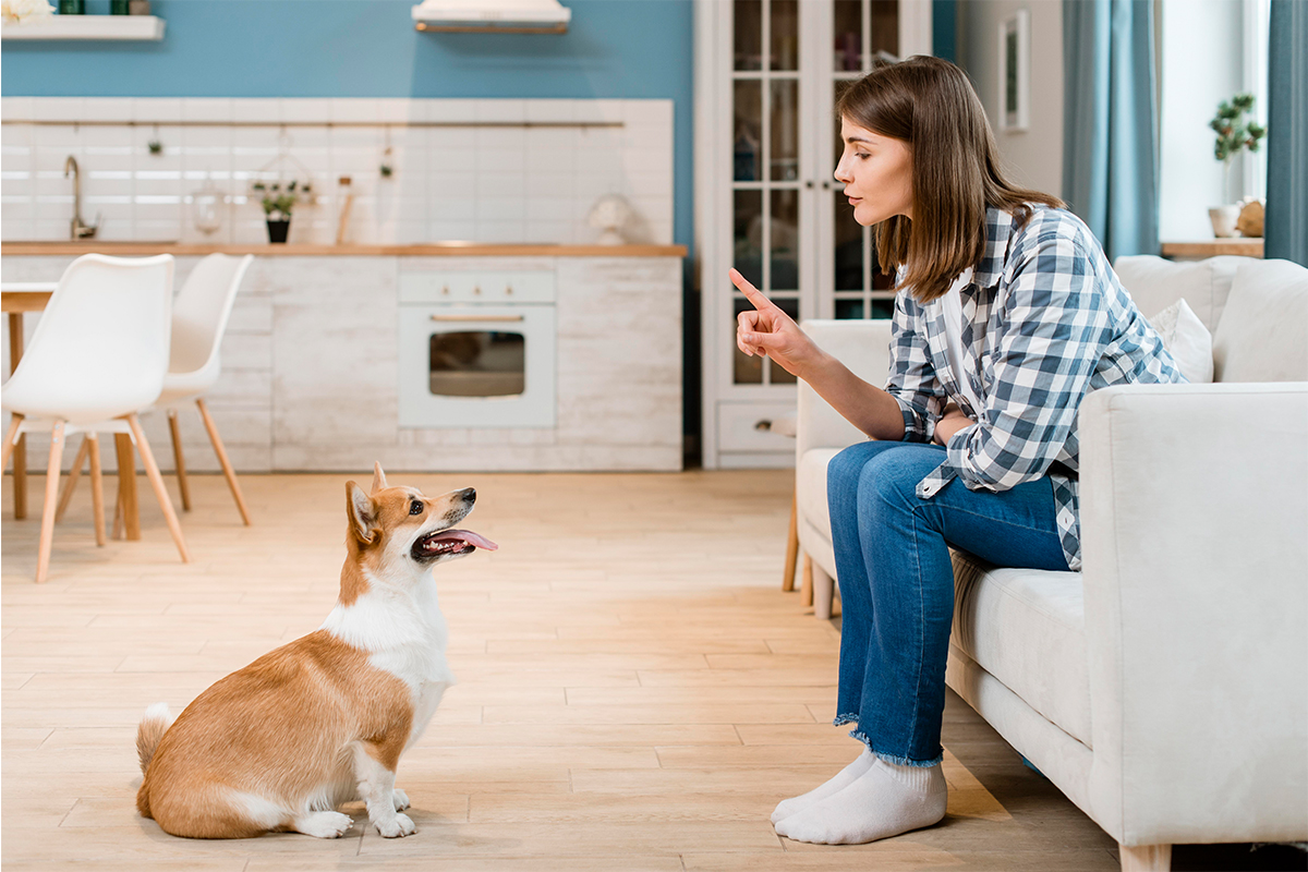 Best woods for pet-friendly furniture and millwork​