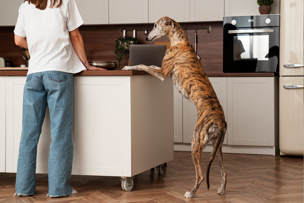 pet-friendly furniture scobis
