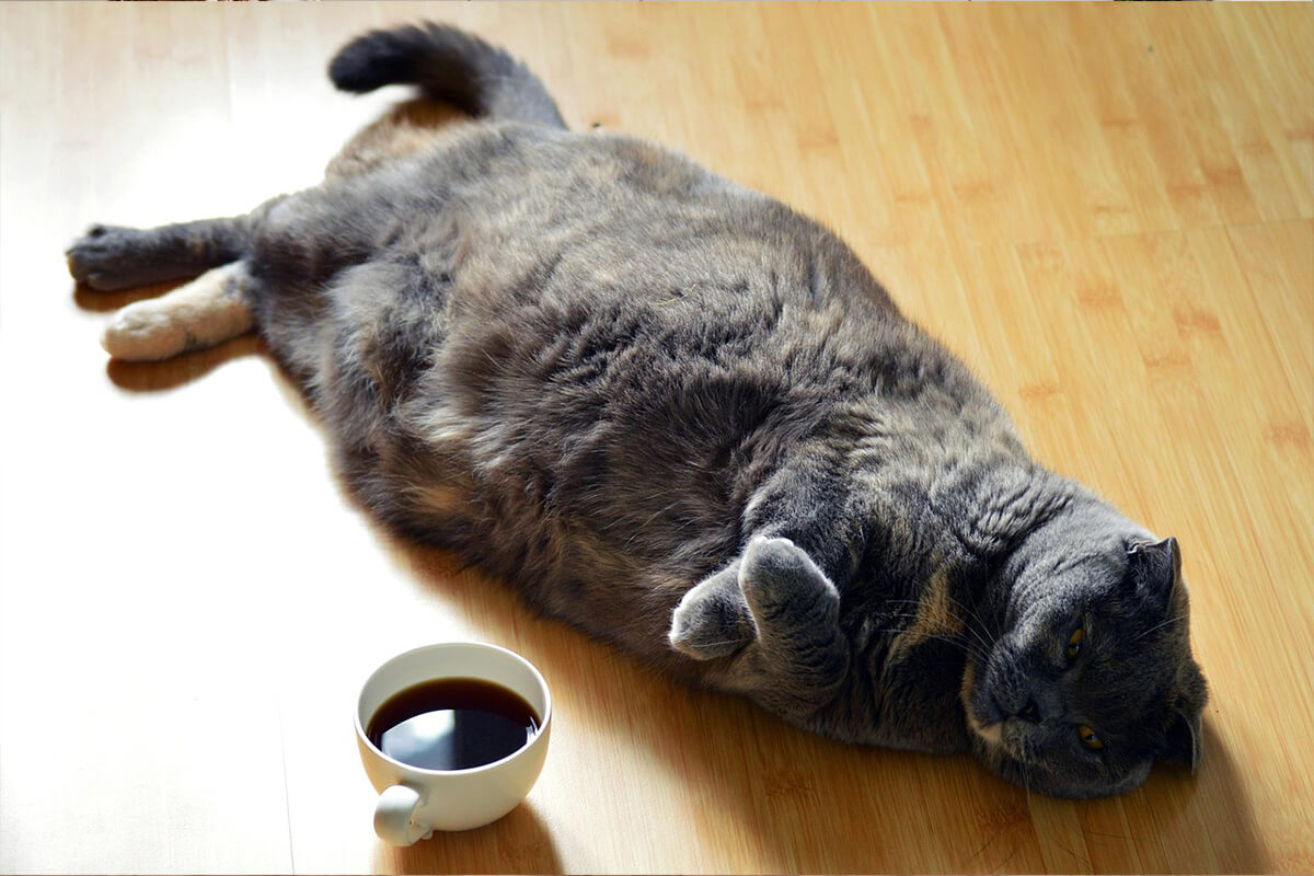 Cat on millwork floor